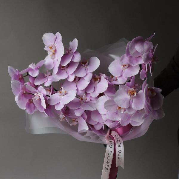 Phalaenopsis Orchid - 5 фаленопсисов