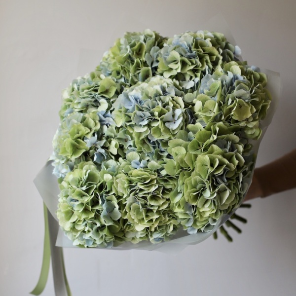 Green Hydrangea - 9 гортензий