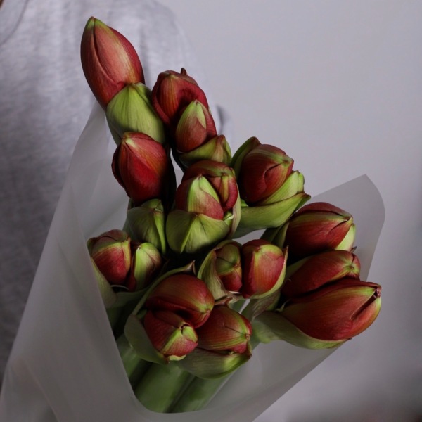 Red Amaryllis - 11 амариллисов