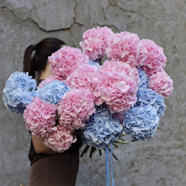 “Mixed color Hydrangeas”