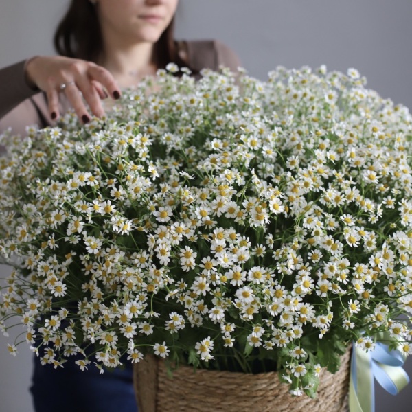 Basket of Spray Chamomile - Размер L