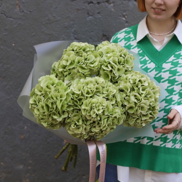 Green Hydrangea - 5 гортензий