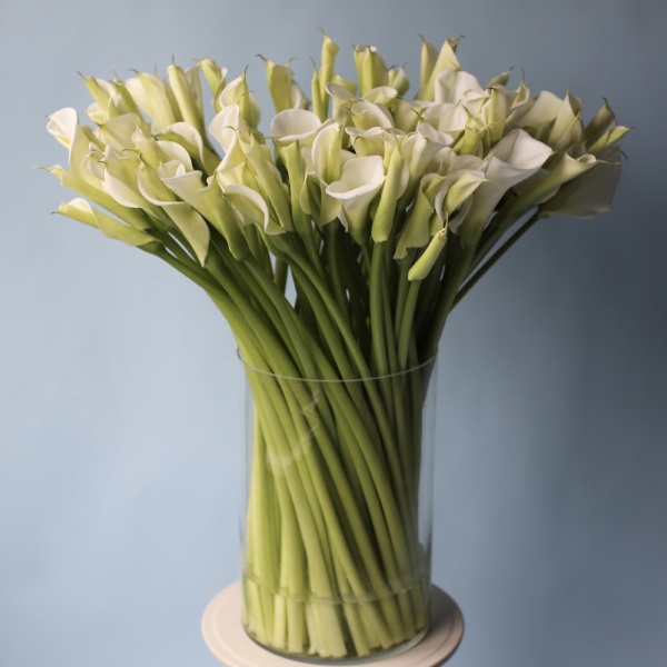 Calla Lilies in a vase - 101 калла