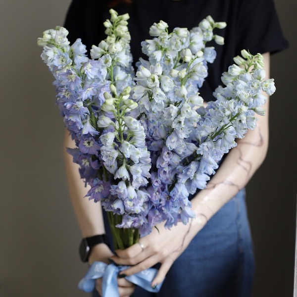 Lavender Delphinium - 19 дельфиниумов 