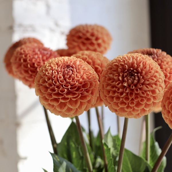 Dahlias in a vase