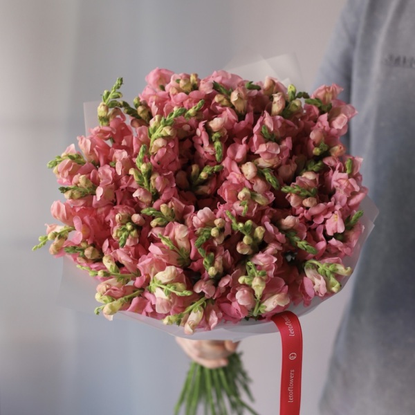 Pink Snapdragon -  39 львиных зевов 