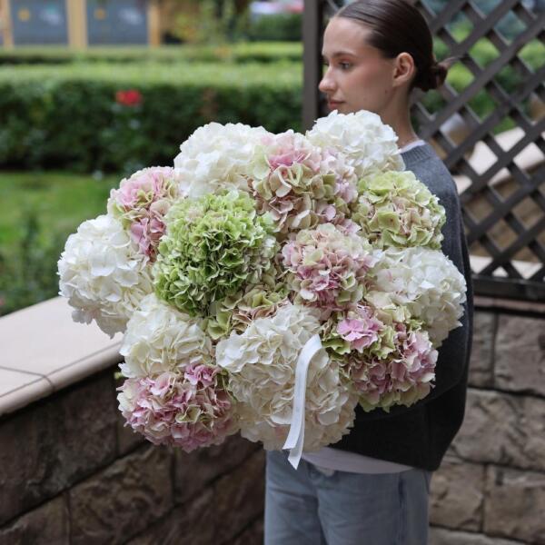 Mixed color Hydrangeas - 15 гортензий