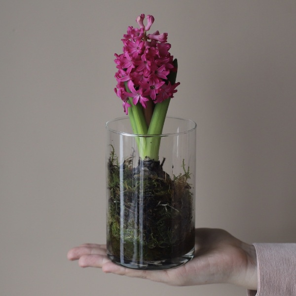 Hyacinthus in a vase - Размер S 