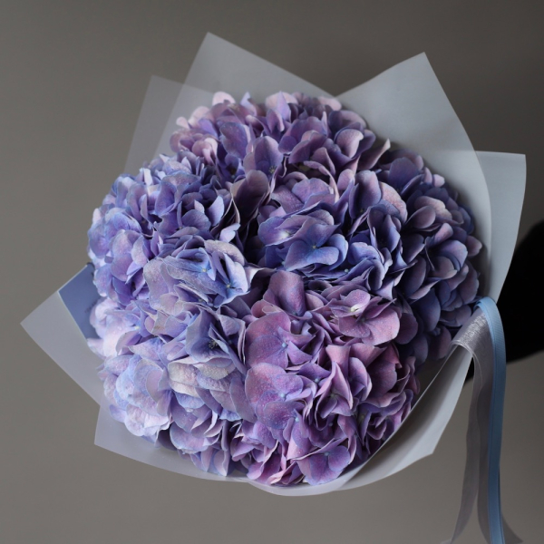 Lavender Hydrangea - 5 гортензий 