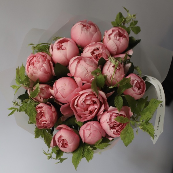 Salmon Peony -   15 пионов 