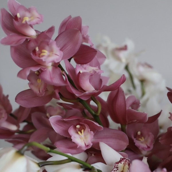 Cymbidium Orchid in a vase