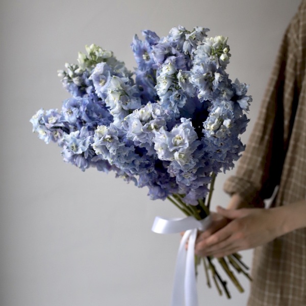 Skyblue Delphinium - 19 дельфиниумов