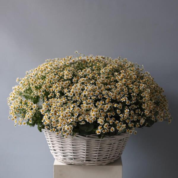 Basket of Spray Chamomile -  Размер L