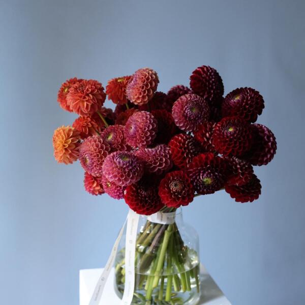 Dahlias in a vase - 39 георгин
