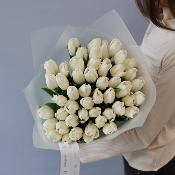 White Tulips - 49 тюльпанов