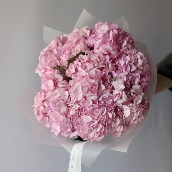 Colombian Hydrangeas -  25 гортензий 