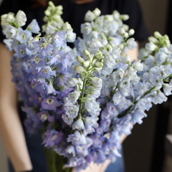 Lavender Delphinium - 15 дельфиниумов