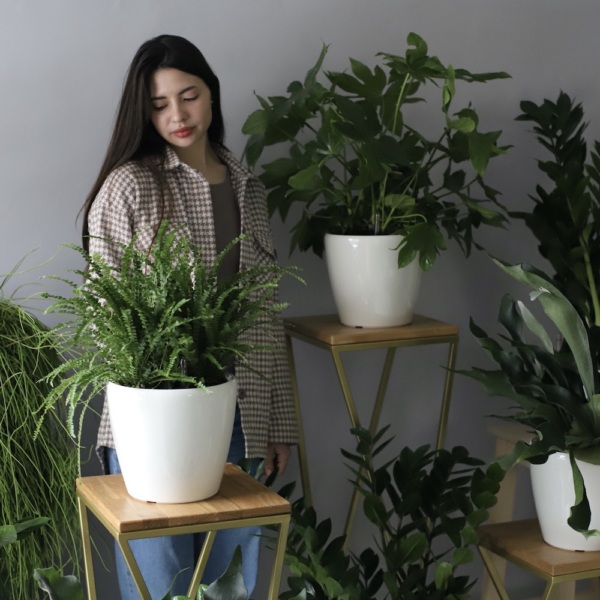 Home set of potted plants