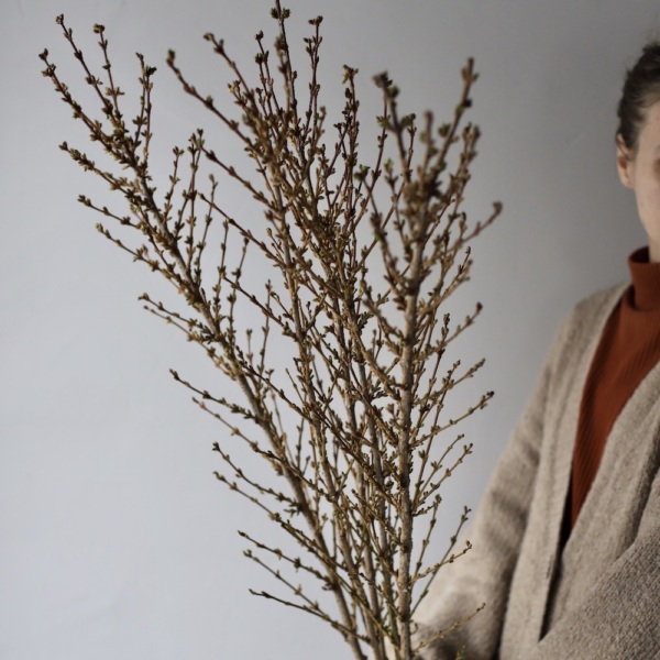 Forsythia - 9 веток форзиции