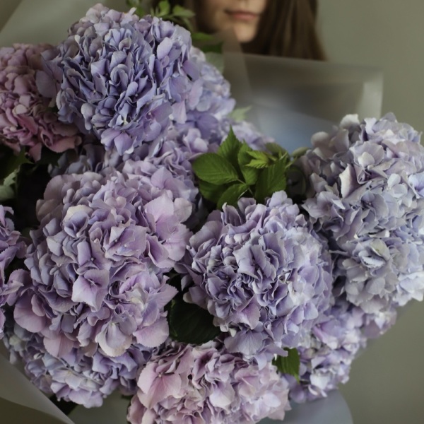 Lavender Hydrangea