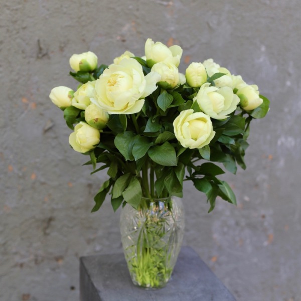 Gentle peonies in a vase - 19 пионов
