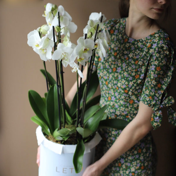 Orchid  in a hat box - Размер M