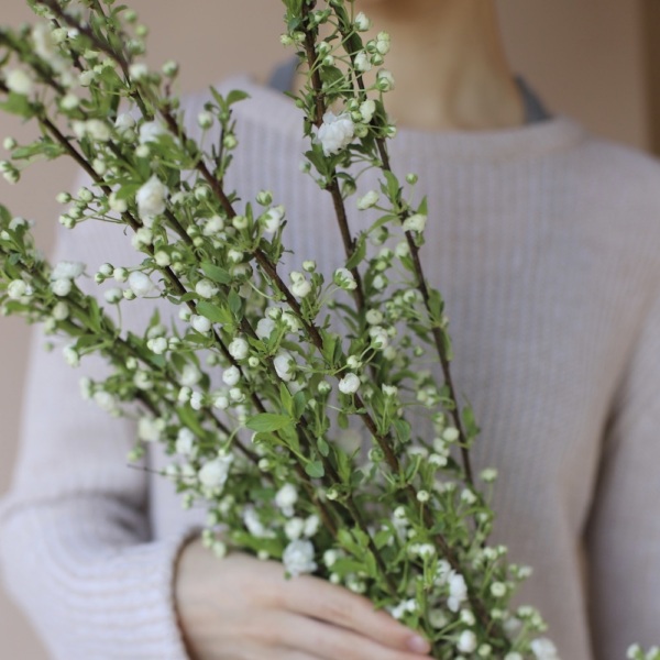 Prunus - 9 веток прунуса