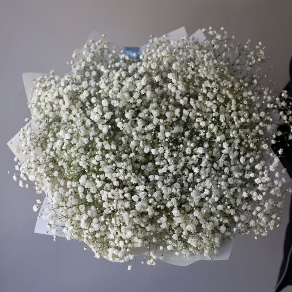 White Baby's Breath - 15 гипсофил