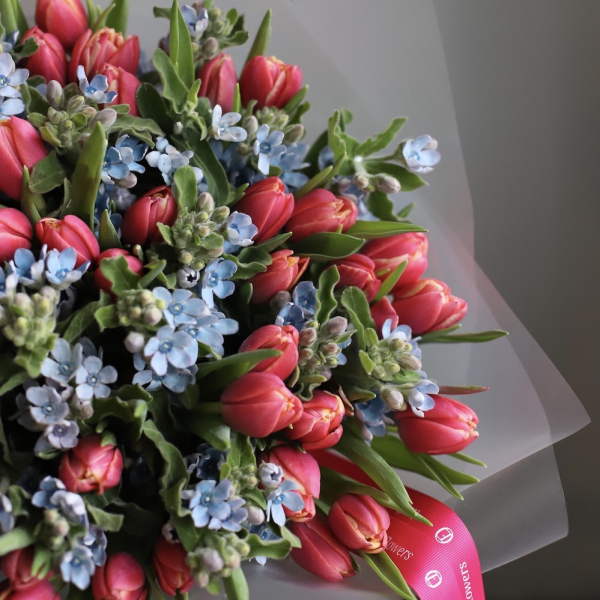 Tulips with Oxypetalum