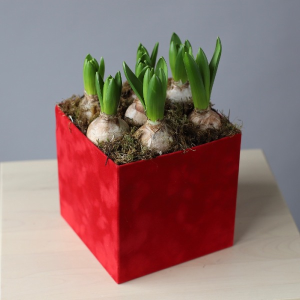 Hyacinthus in a red cube - Размер M