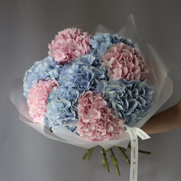 Mixed color Hydrangeas -  9 гортезий