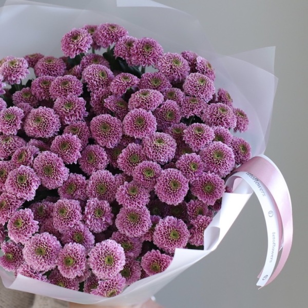 Spray Chrysanthemum -  25 кустовых хризантем 