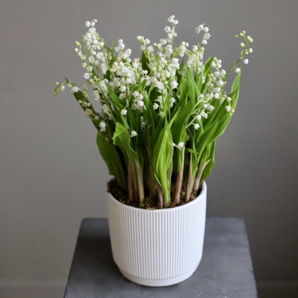 Lily of the Valley in a ceramic pot -  49 ландышей 