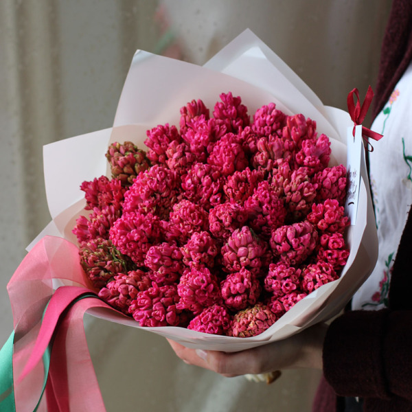 Red Hyacinthus - 49 гиацинтов