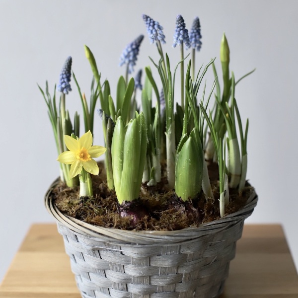 Spring flowers in a basket - Размер M