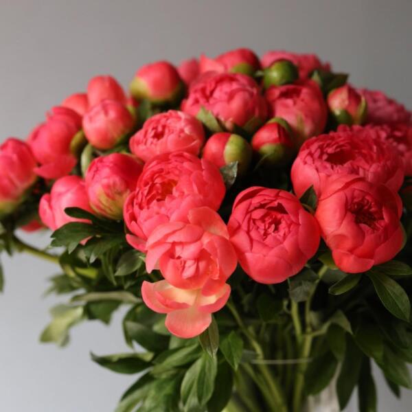 Peony in a vase