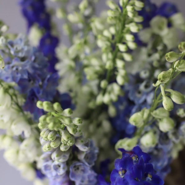 Mixed color Delphinium