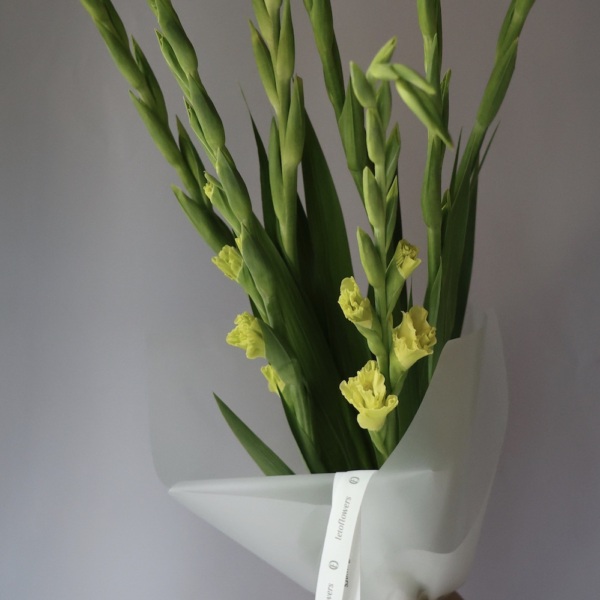 Yellow Gladiolus - 9 гладиолусов 