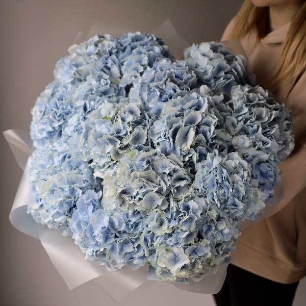 Skyblue Hydrangea - 15 гортензий