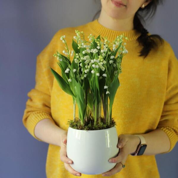 Lily of the Valley in a ceramic pot - 25 ландышей