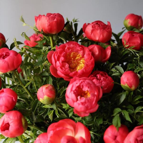 Basket of bright Peonies
