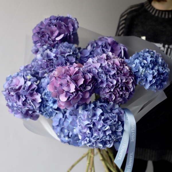 Purple Hydrangea - 15 гортензий