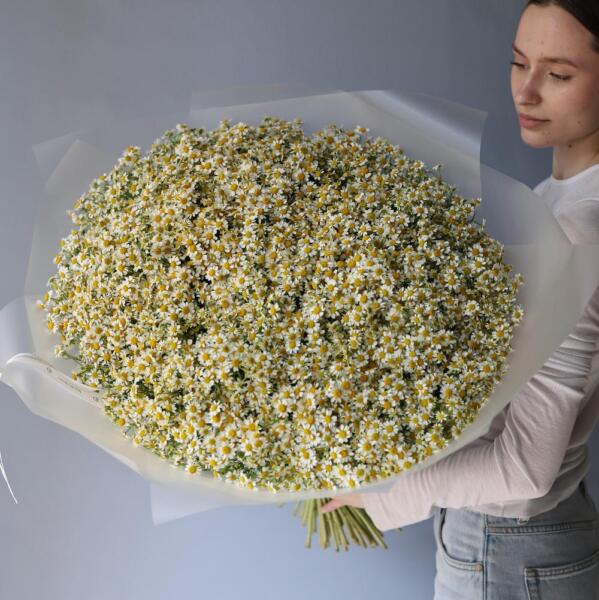 Chamomile - 99 ромашек