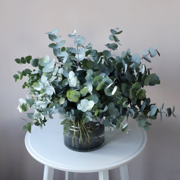 Bouquet of eucalyptus 