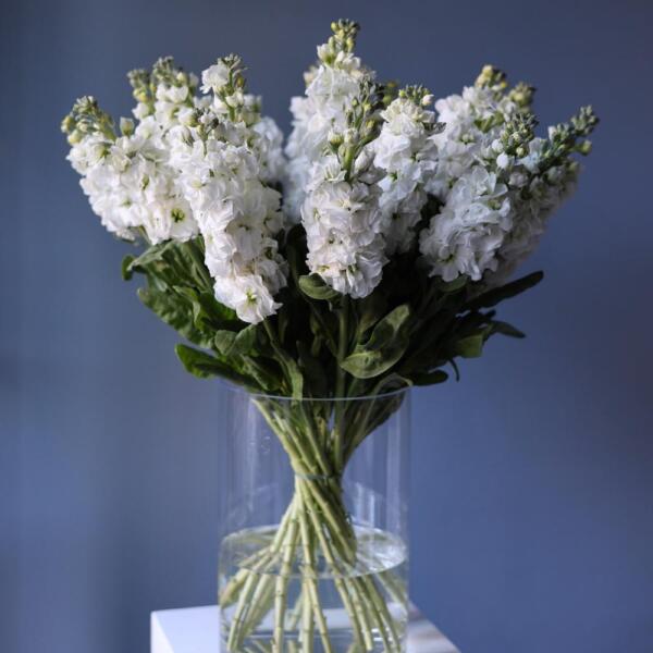 Stock in a vase - 19 маттиол