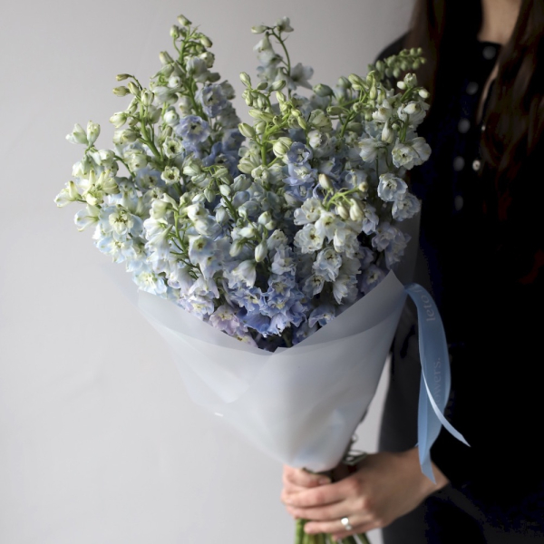 Skyblue Delphinium - 19 дельфиниумов