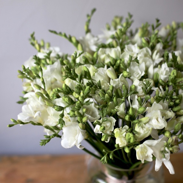 Freesias in a vase