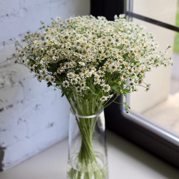 Chamomiles in a vase - 25 ромашек