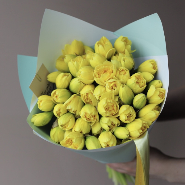 Canary Daffodils - 49 нарциссов