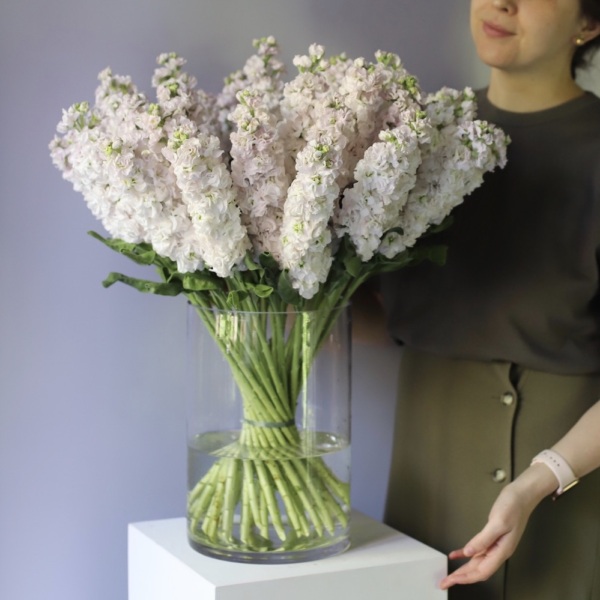 Stock in a vase -  39 маттиол 